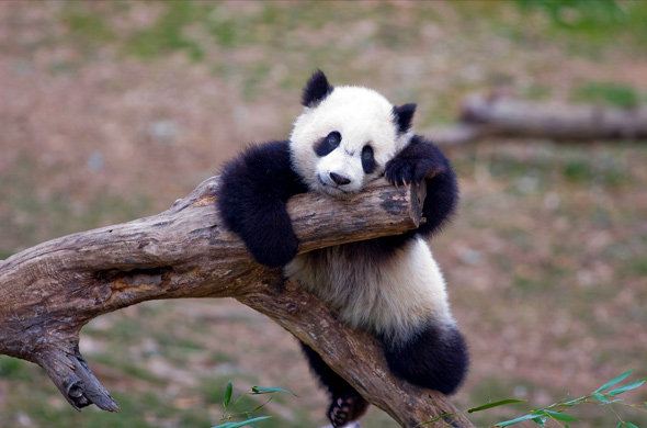 Вече порасналата игрива панда на име Тай Шан прави...
