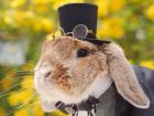 Пуи-Пуи - най-очарователният и стилен заек в света