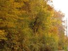 Ето така изглежда есента в моя град Трявна! Първата...