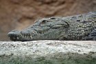 Природонаучният музей в Пловдив става джунгла с пещери и крокодил