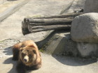 Зоопаркът в София – интересно място за любителите на животните
