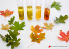 Забавен есенен експеримент: защо листата сменят цветовете си?