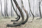 Тайнствена гора с криви дървета е загадка за учените
