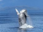 Гърбатите китове са супергероите на природата