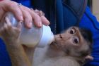 Помните ли маймунчето Алф от Софийския зоопарк?