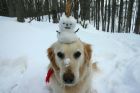 Двойно забавление: зимни игри за вас и за кучето