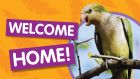 У дома: скитащ папагал се прибра при стопаните си след 4-годишно бягство