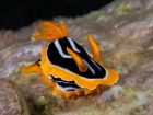 Голохрили – най-чудно красивите животни, които подводният свят крие