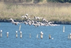 Рекорден брой розови фламинги, пеликани и най-малкият бозайник на планетата са само част от невероятната фауна на Атанасовското езеро