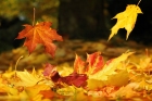 Цветни есенни листа събери и във весели човечета ги превърни
