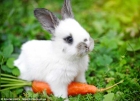 Зелки, моркови, зайци и йетита хвърчат навсякъде