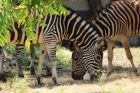 5 зебри станаха съседи на антилопите в Софийския зоопарк