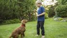 Дай лапа, седни... 5 съвета, които трябва да спазвате докато учите кучето на каквото и да било