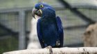 Папагали в зоопарк със забрана да се явяват пред посетители заради ругатни