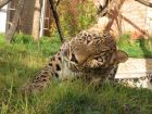 Нашествието на леопардите продължава – Софийският зоопарк получи персийски леопард