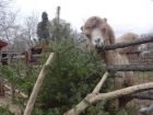Не изхвърляйте елхата след празниците, а зарадвайте животните от зоопарк Варна