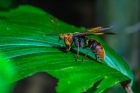 Мантиспиди – насекомото, което прилича на злодей от филм