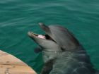 Знаете ли, че делфините не пият вода?