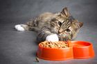 С какво да храним котката си ако е на повече от 7 години, за да е здрава и щастлива? Ето няколко съвета от експертите