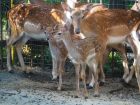 Първите две бебета в разградския зоопарк за 2021 са сладки лопатарчета 