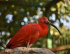 Един от националните символи на държавата Тринидат и Тобаго е най-новият обитател на зоопарка в София