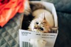 Котките обичат да влизат не само в истински, но и във въображаеми кутии