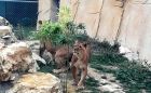 Лъвчетата Симба и Косара от Зоопарк Варна имат нов дом