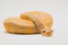 8 впечатляващи факта за змиите, които ще ви накарат да им се възхищавате и да се плашите от тях
