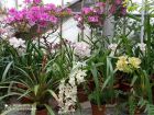 До 20 февруари Ботаническата градина на БАН е отворена за посетители, които искат да разгледат цъфтящите орхидеи