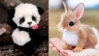 5  животинчета, които са сладки, но и опасни