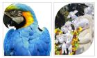 Варна празнува Първи юни с екзотични папагали, представления и работилници