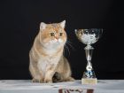 Над 150 елитни котки от цяла Европа ще могат да се видят на международна изложба у нас