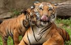 10 интересни факта за невероятните тигри!