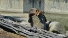Разградският зоокът радва посетителите с нови готини обитатели