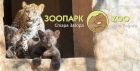 Две черни пантерки и едно леопардче от Старозагорския зоопарк си търсят имена