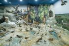 Регионалният природонаучен музей – Пловдив отваря врати за първото по рода си „Пъзел – приключение“