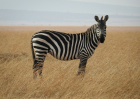 Те са черно-бели, те са интересни – прочетете тези 10 факта за зебрите