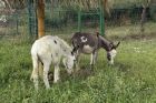 75-сантиметрови минимагаренца са новите любимци в зоопарка в Бургас
