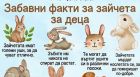 Моето първо зайче: първи стъпки към едно голямо приятелство
