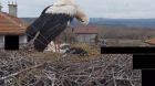 Звездите на пролетта се завърнаха! Гледай на живо семейство щъркели в тяхното „риалити“ гнездо
