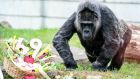 Невероятната баба Фату: Най-старата горила в света навърши 69 години!