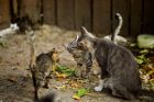 От лъва в джунглата до мяукащия домашен любимец: Как дивите котки се превърнаха в наши спътници?