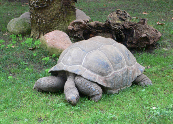 Стогодишна костенурка на изложение в Ню Йорк