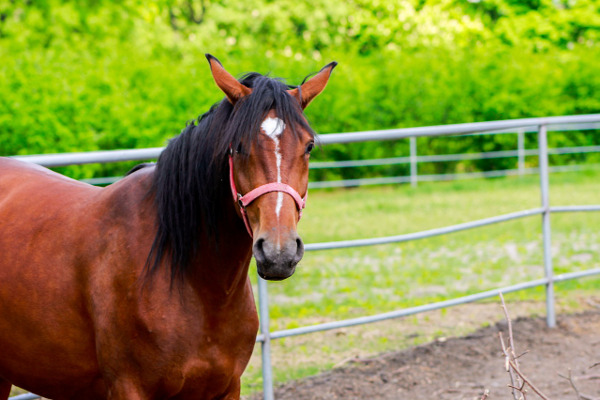 Конят – най-величественото животно
