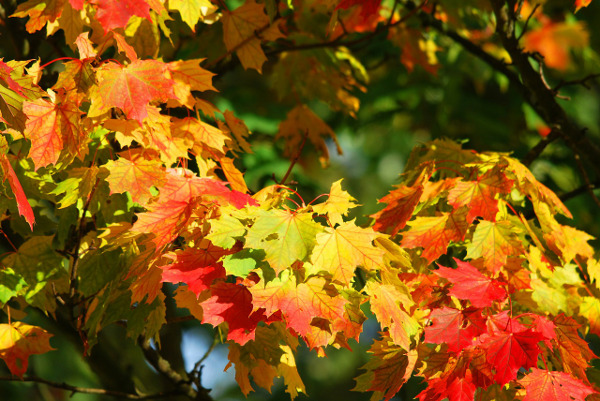 Защо през есента листата на дърветата са в различни цветове?