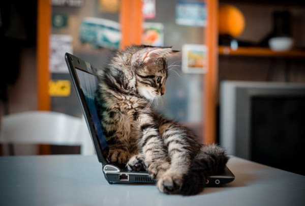 И котките вече си имат свои лаптопи