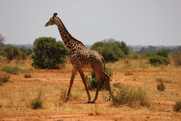 Нашите високи приятели – жирафите