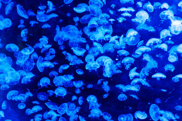 Медузите са по-уникални, отколкото си мислим