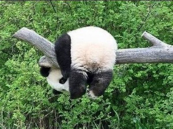 Пандите – най-големите беладжии