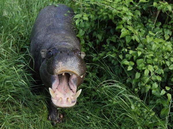 Уникални хипопотами джуджета са най-новите гости на Софийския зоопарк